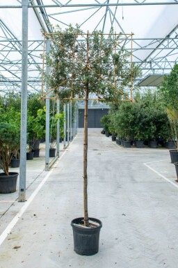 Quercus ilex espalier 12/14 200cm tronc 150b x 120h