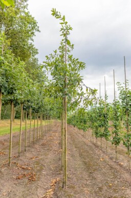 Quercus imbricaria haute-tige
