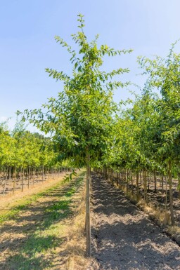 Quercus imbricaria haute-tige