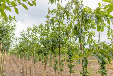 Quercus imbricaria haute-tige