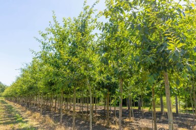Quercus imbricaria haute-tige