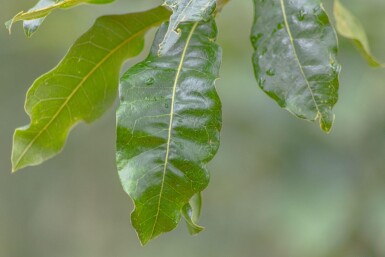 Quercus imbricaria haute-tige