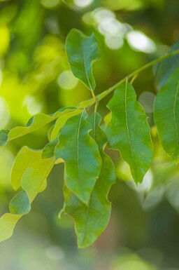 Quercus imbricaria haute-tige