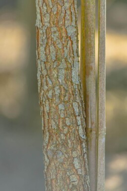 Quercus imbricaria haute-tige
