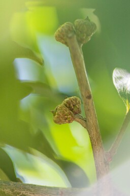 Quercus imbricaria haute-tige