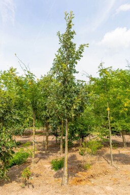 Quercus macrocarpa haute-tige