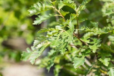 Quercus macrocarpa haute-tige
