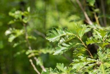 Quercus macrocarpa haute-tige