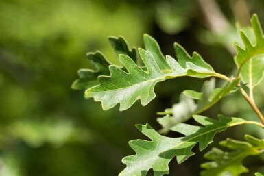 Quercus macrocarpa haute-tige
