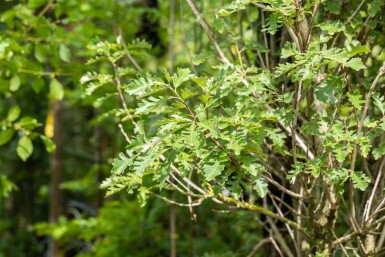 Quercus macrocarpa haute-tige
