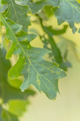 Quercus macrocarpa haute-tige
