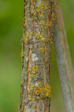 Quercus macrocarpa haute-tige