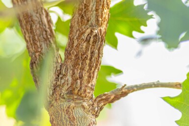 Quercus macrocarpa haute-tige