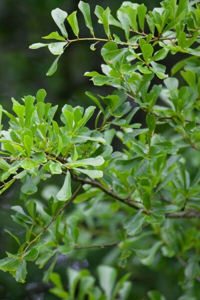 Quercus nigra haute-tige