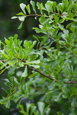 Quercus nigra haute-tige
