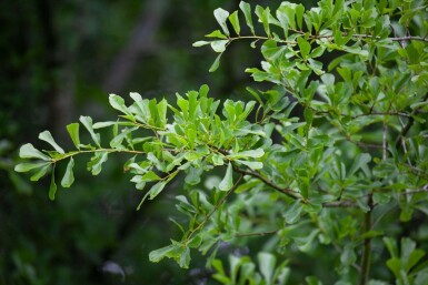 Quercus nigra haute-tige