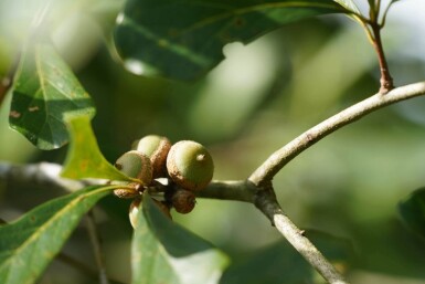 Quercus nigra haute-tige