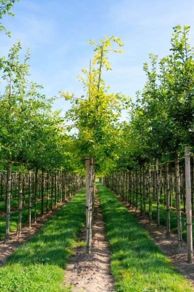 Quercus palustris haute-tige 20/25
