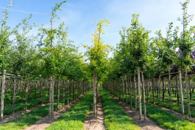 Quercus palustris haute-tige 20/25