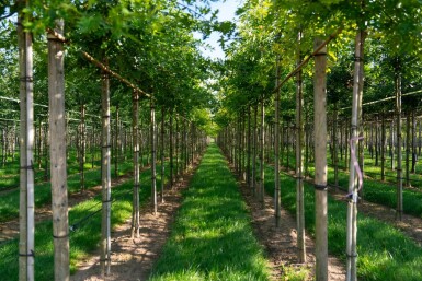 Quercus palustris haute-tige 20/25