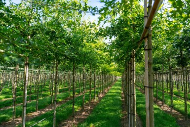 Quercus palustris haute-tige 20/25