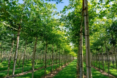 Quercus palustris haute-tige 20/25