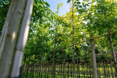 Quercus palustris haute-tige 20/25