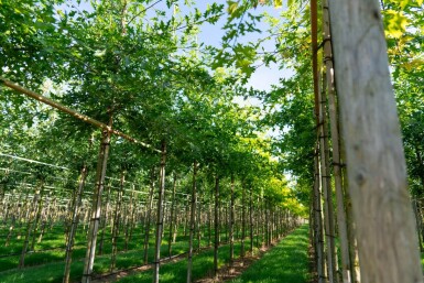 Quercus palustris haute-tige 20/25