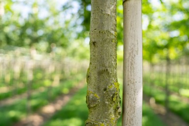 Quercus palustris haute-tige 20/25