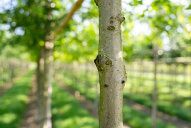 Quercus palustris haute-tige 20/25