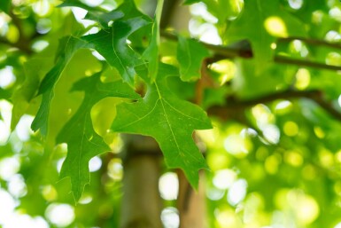 Quercus palustris haute-tige 20/25