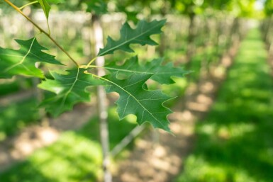 Quercus palustris cépée 250-300