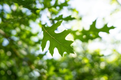 Quercus palustris cépée 250-300