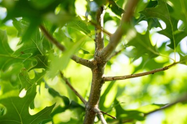 Quercus palustris cépée 250-300
