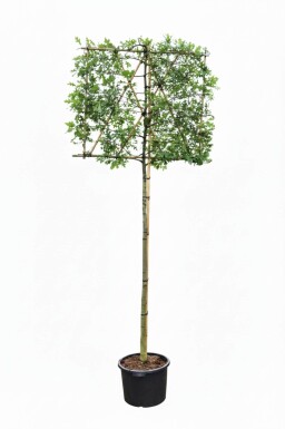 Quercus palustris espalier