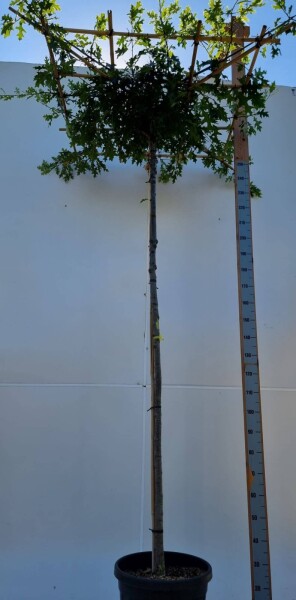 Quercus palustris en plateau 8/10 240cm tronc 120x120