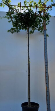 Quercus palustris en plateau