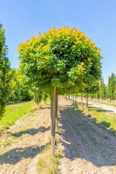 Quercus palustris 'Green Dwarf' haute-tige 12/14 225cm tronc