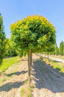 Quercus palustris 'Green Dwarf' haute-tige