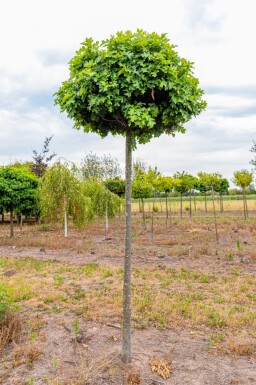 Quercus palustris 'Green Dwarf' haute-tige