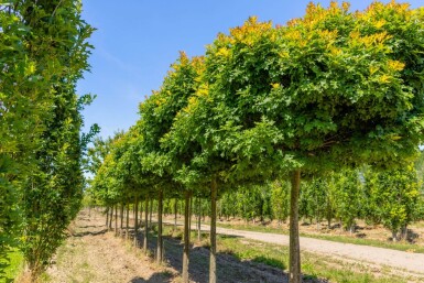 Quercus palustris 'Green Dwarf' haute-tige 12/14 225cm tronc