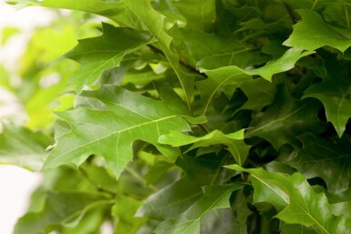 Quercus palustris 'Green Dwarf' haute-tige 12/14 225cm tronc