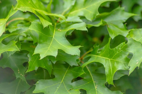 Quercus palustris 'Green Dwarf' demi-tige 120cm tronc