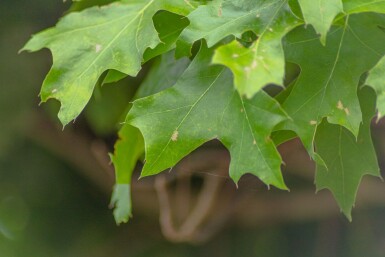 Quercus palustris 'Green Dwarf' demi-tige 120cm tronc
