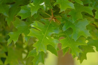Quercus palustris 'Green Dwarf' demi-tige 120cm tronc