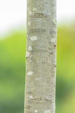 Quercus palustris 'Green Dwarf' demi-tige 120cm tronc