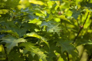 Quercus palustris 'Green Dwarf' demi-tige 120cm tronc