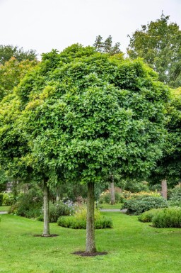 Quercus palustris 'Green Dwarf' demi-tige 120cm tronc