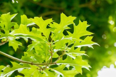 Quercus palustris 'Green Dwarf' demi-tige 120cm tronc