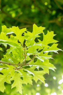 Quercus palustris 'Green Dwarf' demi-tige 120cm tronc
